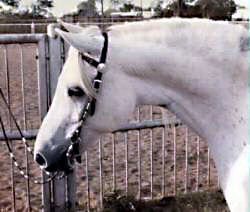 Lithgow Wishnik shown in a western bridle, head and neck from near-side